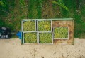 Traubengesundheit